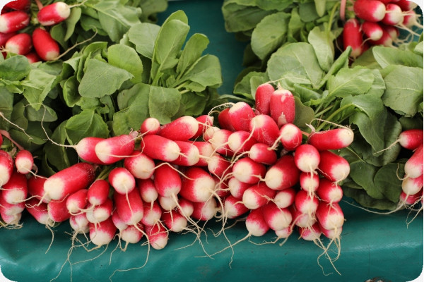 Organic Radishes - French Breakfast
