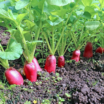 Organic Radishes - French Breakfast