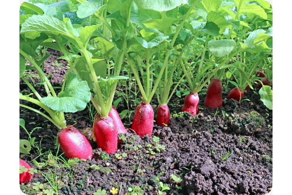 Organic Radishes - French Breakfast