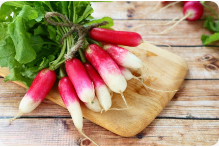 BIO - Radieschen - French Breakfast