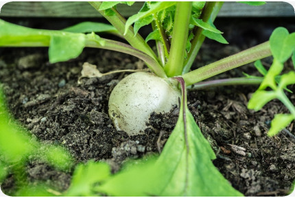 ORGANIC - radishes - icicles
