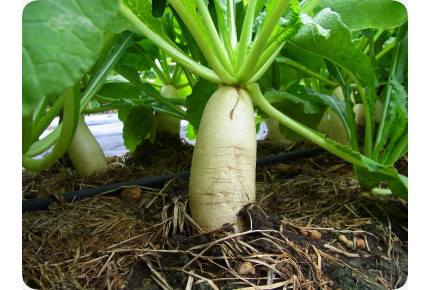ORGANIC - radishes - icicles