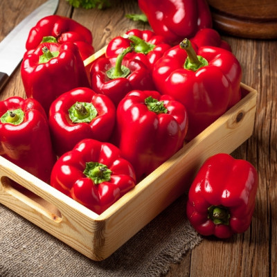 BIO - Paprika - California Wonder - Rot