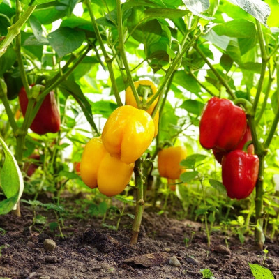 BIO - Paprika - California Wonder - Rot