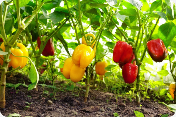 BIO - Paprika - California Wonder - Rot