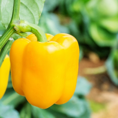 BIO - Paprika - Golden California Wonder