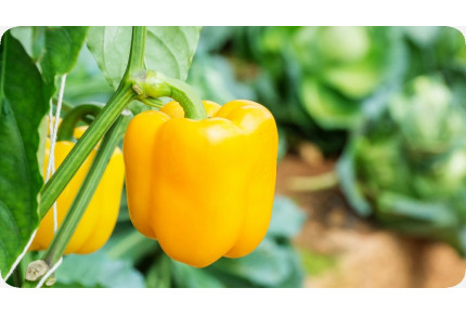 BIO - Paprika - Golden California Wonder