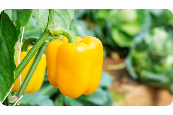 BIO - Paprika - Golden California Wonder