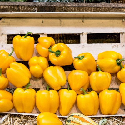 BIO - Paprika - Golden California Wonder