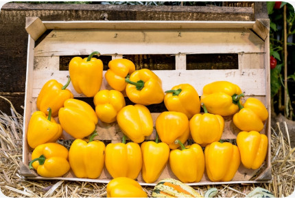 BIO - Paprika - Golden California Wonder