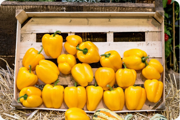 BIO - Paprika - Golden California Wonder
