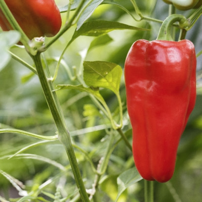BIO - Paprika - Long Red Marconi