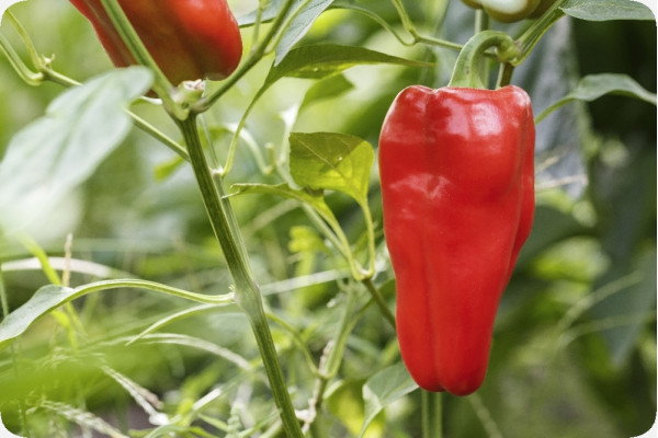BIO - Paprika - Long Red Marconi