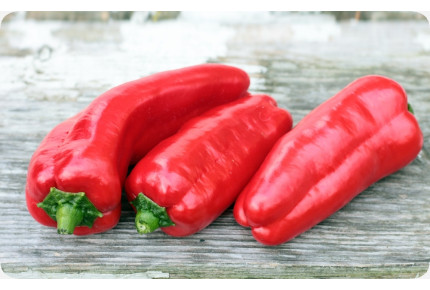 BIO - Paprika - Long Red Marconi