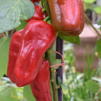 BIO - Paprika - Long Red Marconi