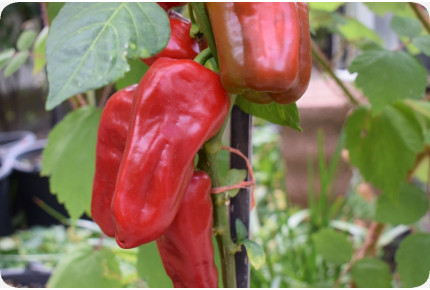 BIO - Paprika - Long Red Marconi