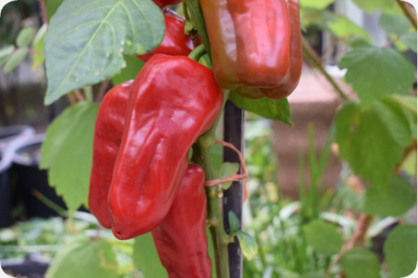 BIO - Paprika - Long Red Marconi