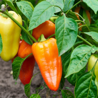 BIO - Paprika - Long Red Marconi
