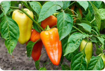 BIO - Paprika - Long Red Marconi