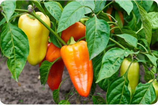BIO - Paprika - Long Red Marconi