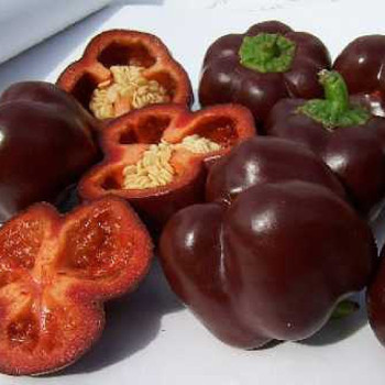 BIO - Paprika - Sweet Chocolate