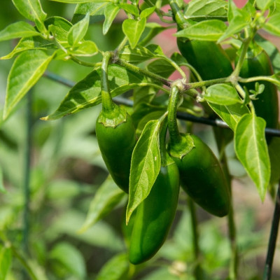 Organic Chili - Early Jalapeno