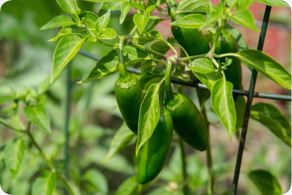 Organic Chili - Early Jalapeno