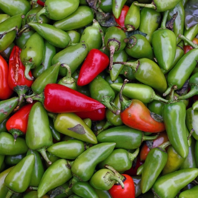 Organic Chili - Early Jalapeno