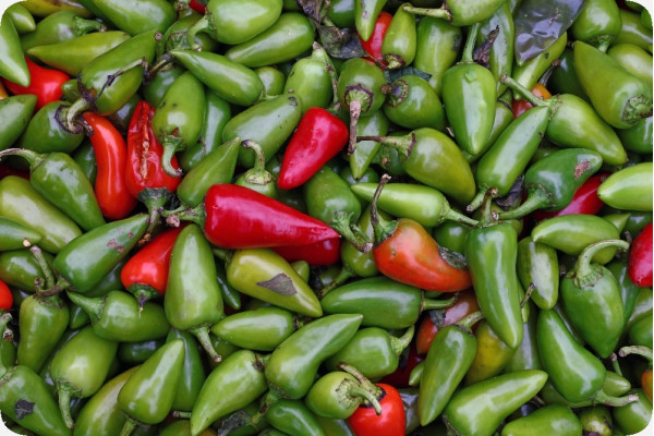 Organic Chili - Early Jalapeno