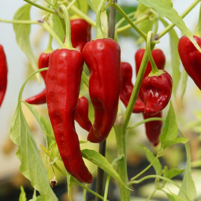 BIO - Chili - De Cayenne Long Slim