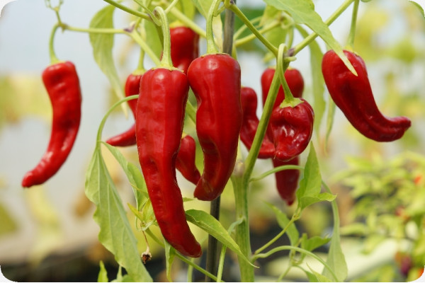 BIO - Chili - De Cayenne Long Slim