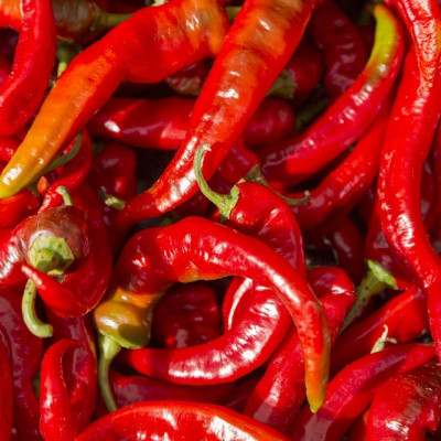 BIO - Chili - De Cayenne Long Slim