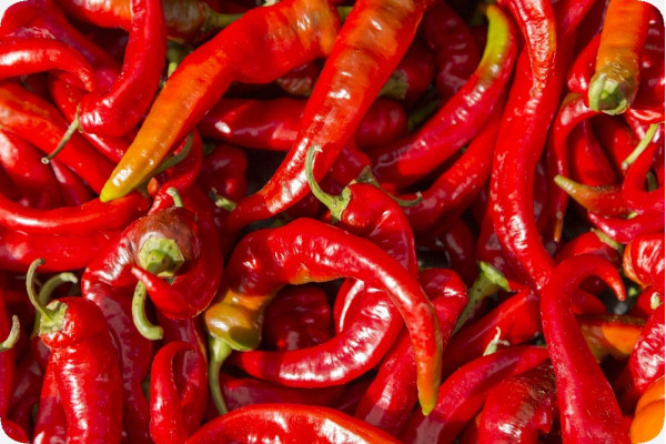 BIO - Chili - De Cayenne Long Slim
