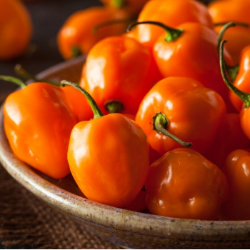 Organic Chili - Habanero Orange