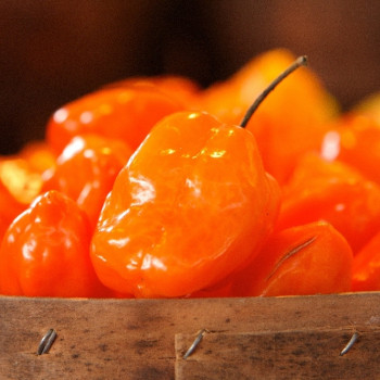 Organic Chili - Habanero Orange