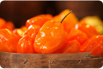 BIO - Chili - Habanero Orange