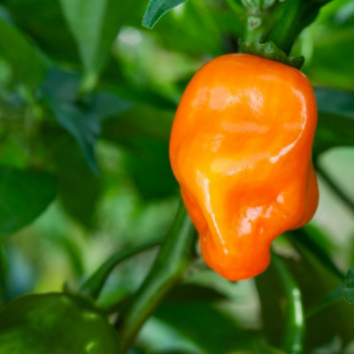BIO - Chili - Habanero Orange
