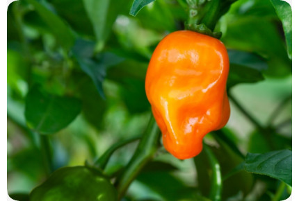 BIO - Chili - Habanero Orange