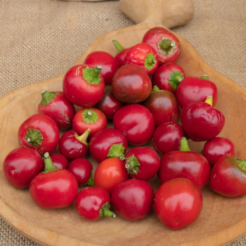 ORGANIC - Chili - Piccante Cilieglia