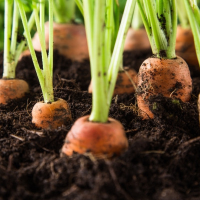 Organic - Carrots - Autumn King