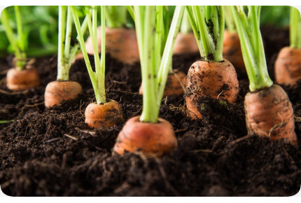 BIO - Möhren - Herbstkönig