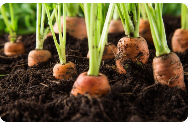 Organic - Carrots - Autumn King