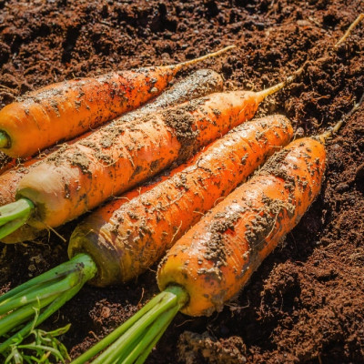 Organic - Carrots - Autumn King