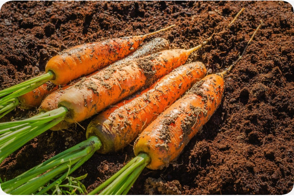 Organic - Carrots - Autumn King