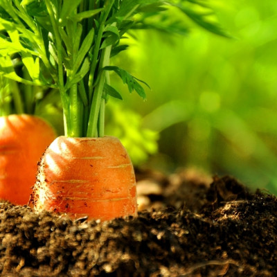 Organic carrots - Early Nantes