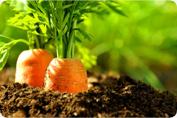 Organic carrots - Early Nantes