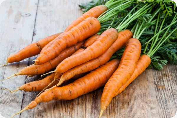 Organic carrots - Early Nantes