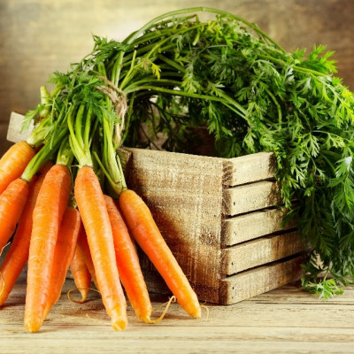 Organic carrots - Early Nantes