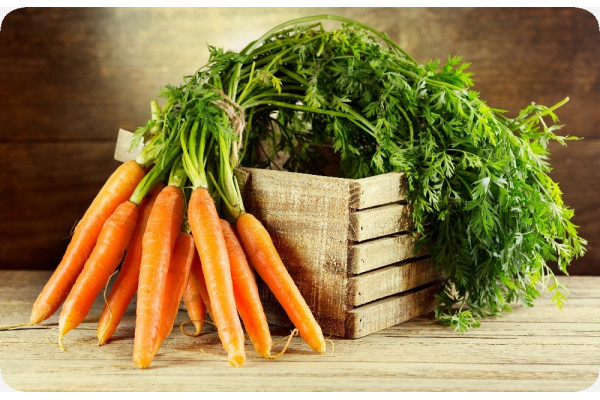 Organic carrots - Early Nantes