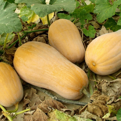 BIO - Kürbis - Butternut